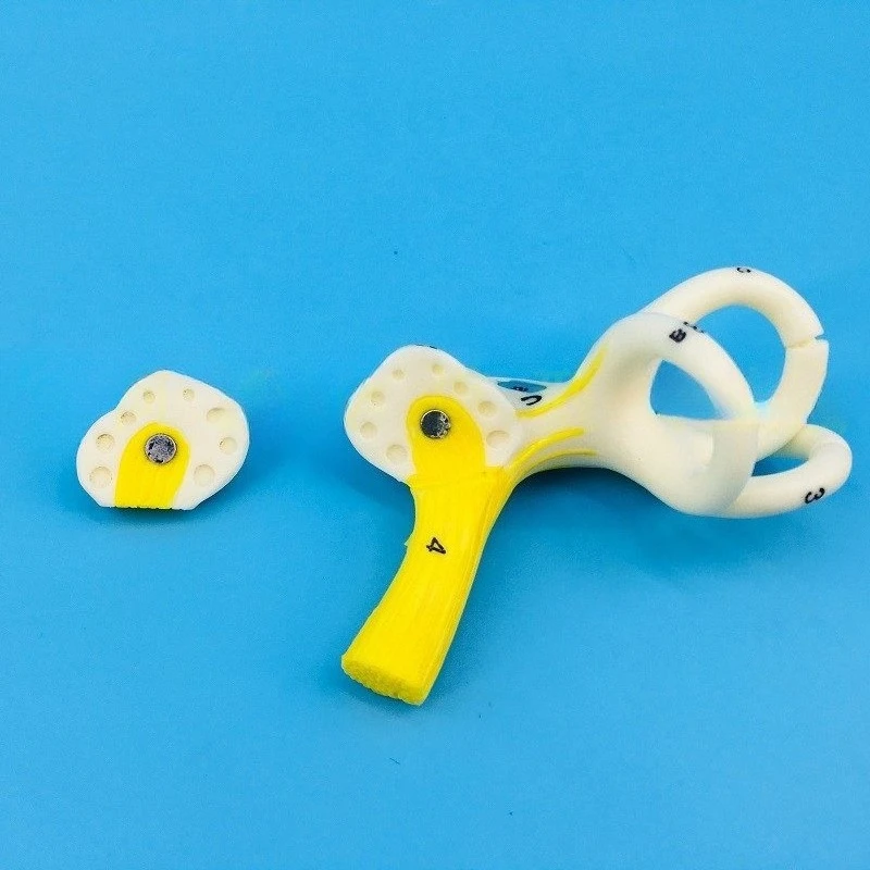 Human ear semicircular canal, cochlea, semicircular canal anatomical model