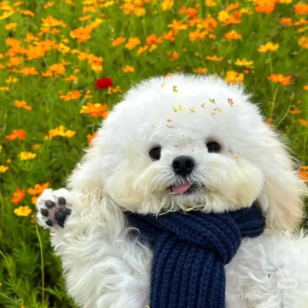 Équipement NEO Portable minceur Machine ultrasons Cellulite élimination des rides lifting du visage 2 poignées Ultra 360 Machine de réduction des graisses