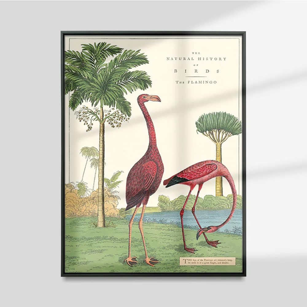 

Vintage Cavallini Flamingo Poster Natural History Print Art Canvas Painting Living Room Wall Picture Decor