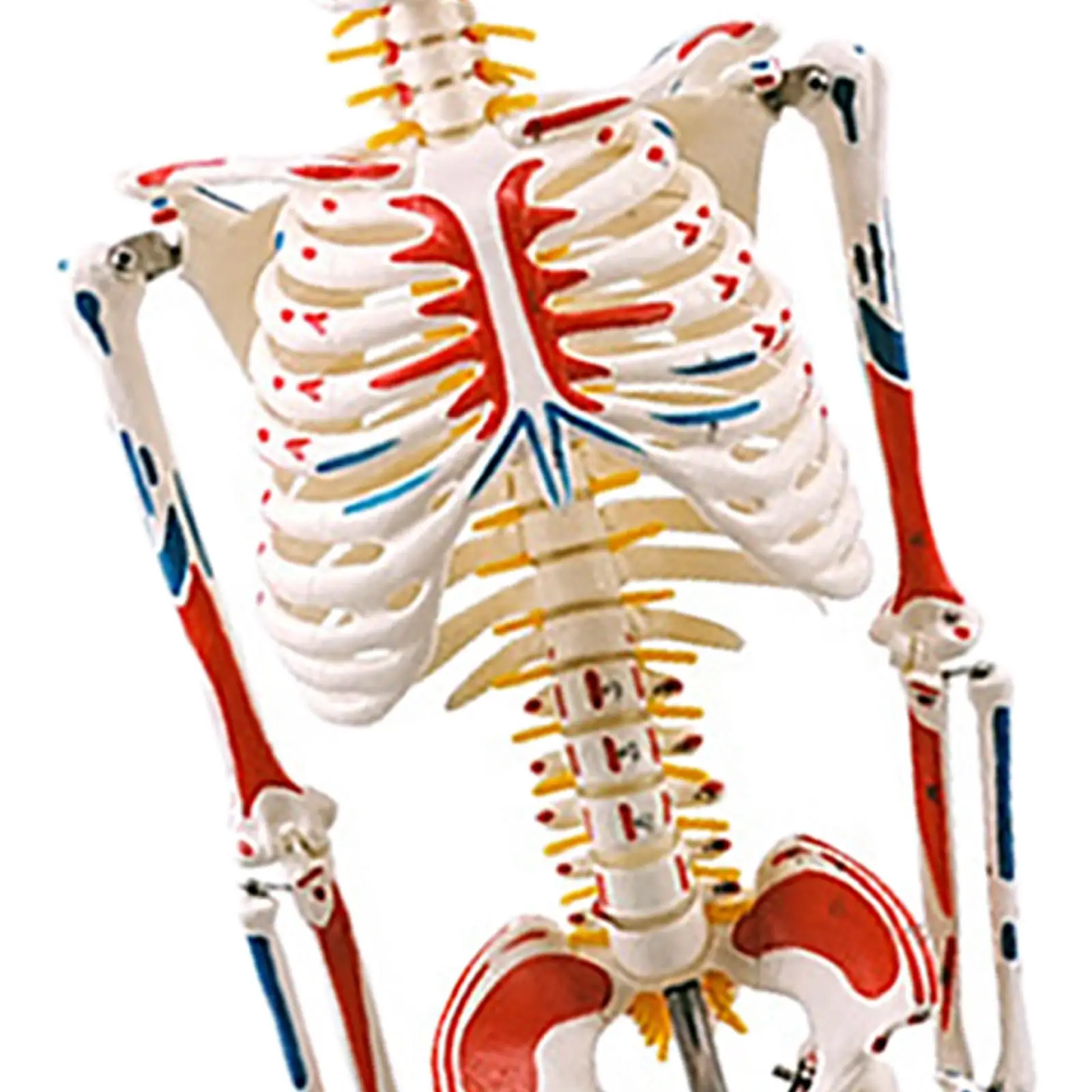 3D Model Metal Stand Anatomy Physiology Coloring Miniature Bones for Students Doctors Early Learning Toy PVC