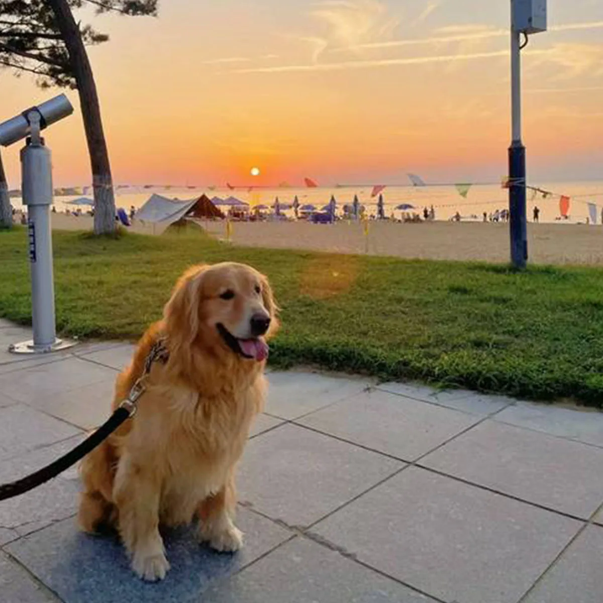 

Dog Bark Collar with Remote 2000ft Range Automatic Anti Bark Collar for Small Medium Large Dog, Rechargeable Dog Training Collar