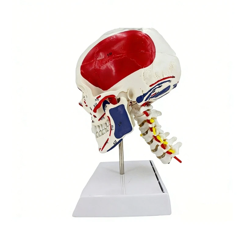 

Q6PA Muscle Colored Skull With Cervical Spine Anatomy Model For Science Education And Study