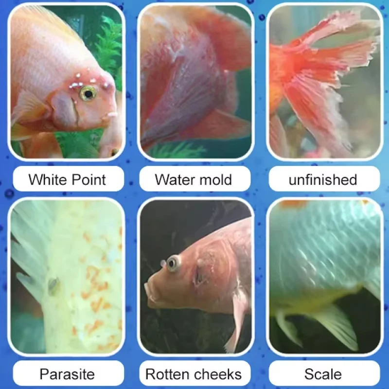 علاج أمراض السمك من سيكيزان والبكتيريا المرطبة |   علاج حوض السمك المضاد للالتهابات للمياه العذبة/المياه المالحة مع ماصة 2 مل