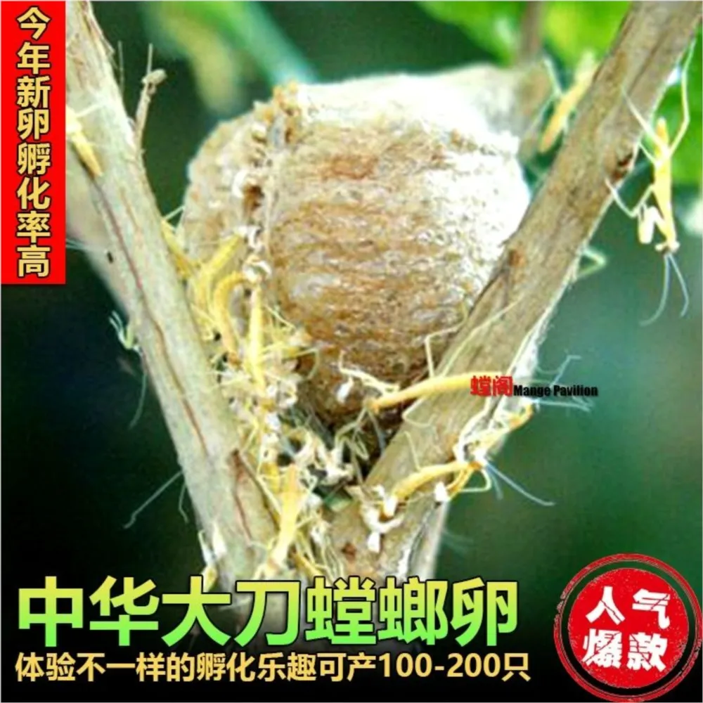 

1PC Baby Praying Mantis Eggs Tenodera Aridifolia Stoll Seed Crawling Pets Reptiles And Incubator Hatchibator Brooder Hatcher Toy