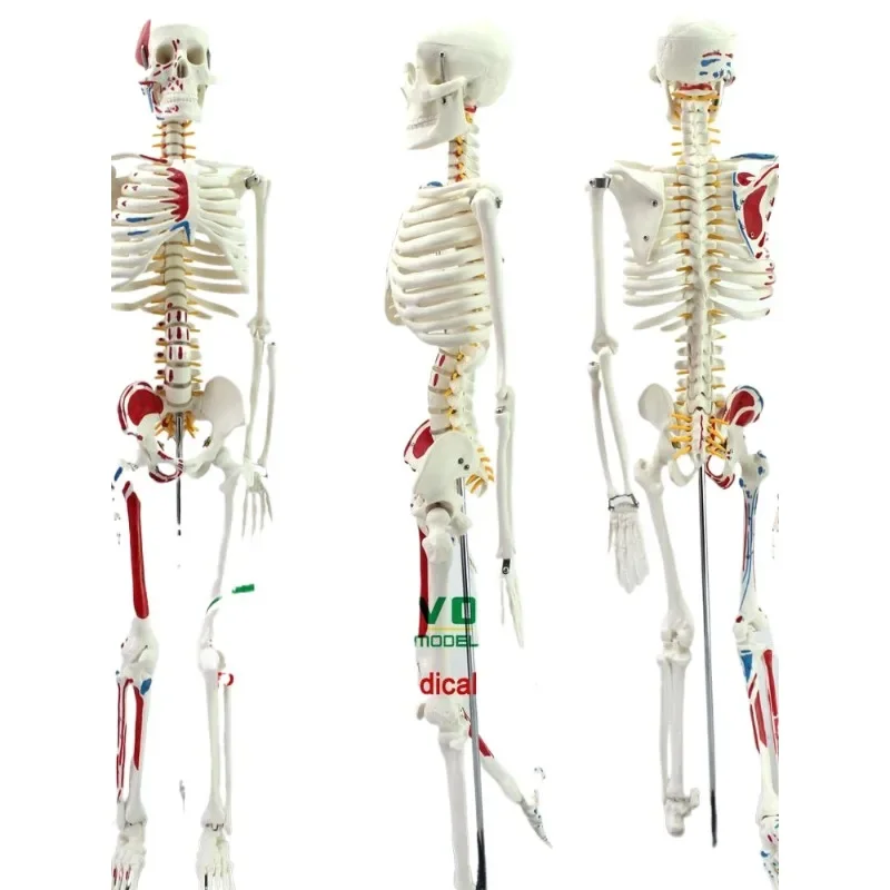 Модель человеческого скелета, 1 шт.