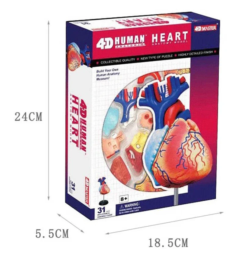 Genuine 4D MASTER educational toy heart 4d master human body assembly model visceral anatomy model