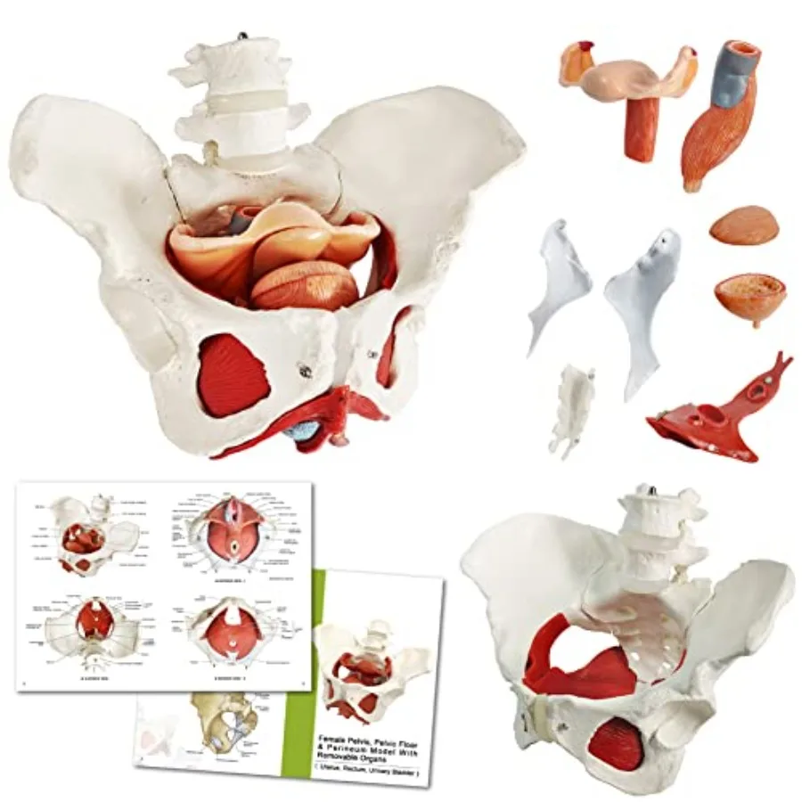 

Female Pelvis Model with Pelvic Floor Muscles Perineal Model Female Anatomy Model 1:1 Life Size Human Skeleton Medical Science