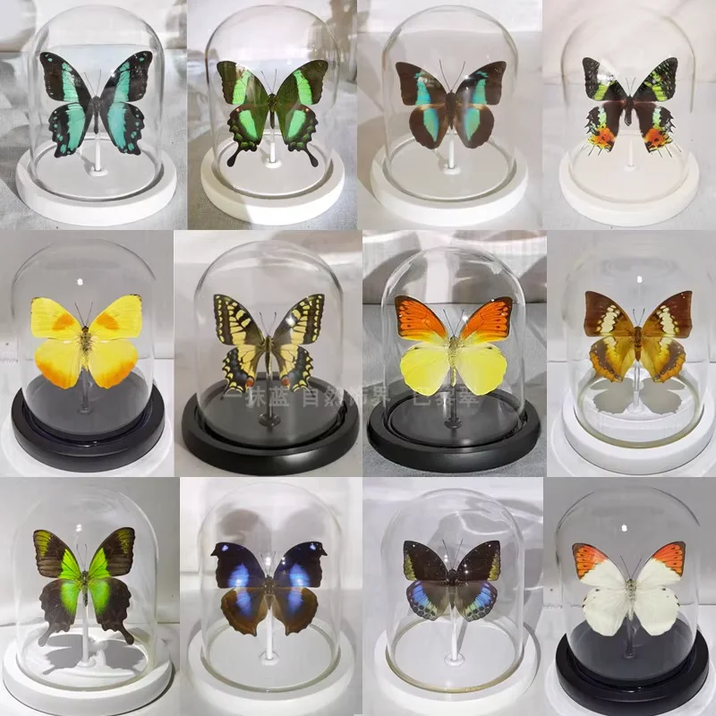 

Real Butterfly Specimen Insect Specimen Glass Dust Cover Ornaments Gift Arts and Crafts Home Decor Statues for Decoration