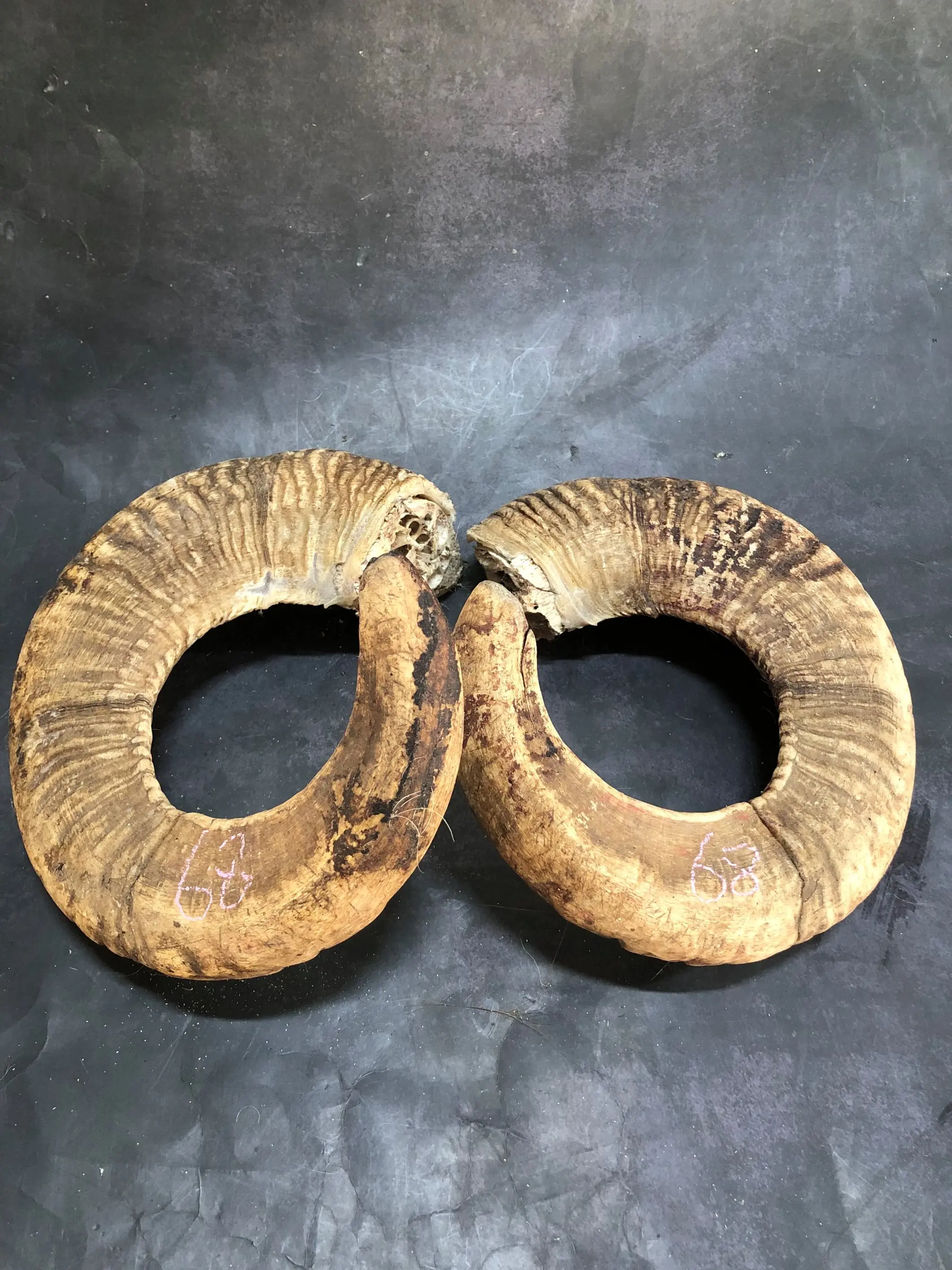 Sheep horn for more than ten years old, one-pair, corner, Cornu Capra, hircus raw materials, decorative ornaments,home decor - view 4