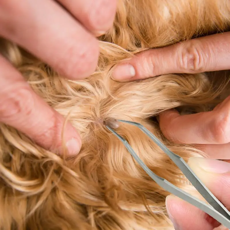 Outil professionnel pour enlever les tiques, pincettes pour hommes et animaux domestiques, anti-puces et tiques, 2 en 1