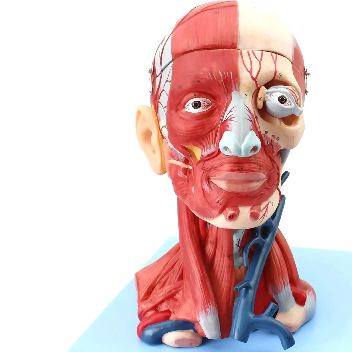 10 Parts Human Head Muscular Vascular Appendage Model Medical Teaching Models