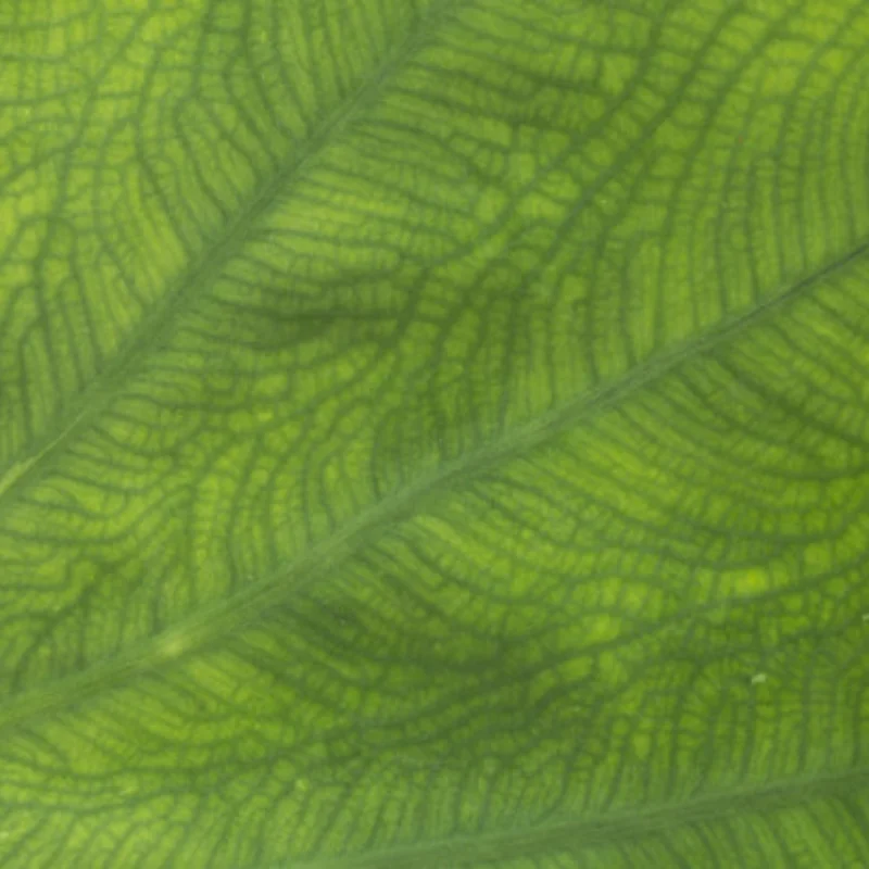 

должны иметь для гусеничных машин в масштабе 1/18! TRXS TRX 4- 4M HB CR18P Высокопроизводительный комплект шин, совместимый с несколькими моделями