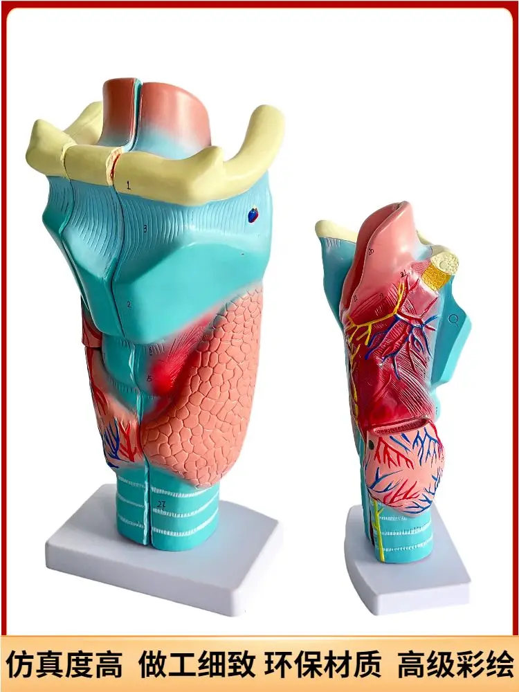 Throat Anatomy Throat Model Double Enlargement Specimen Throat Blood Vessels Thyroid Adam's Apple Head Hospital Teaching Model