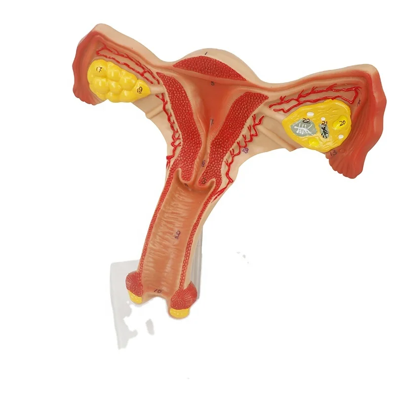 

Female Internal Genital Organs Uterus and Ovary Anatomical Model for Medical Display Education