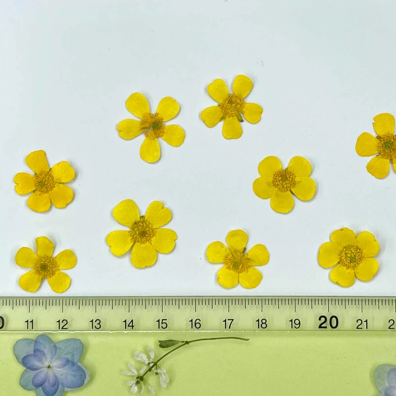 16 Stuks/1.5-2.5Cm, Geperste Gele Boterbloem In Reliëf Ranunculus Mini Echte Droge Bloem Handgemaakte Druppellijm Sieraden Telefoonhoesje Bladwijzer