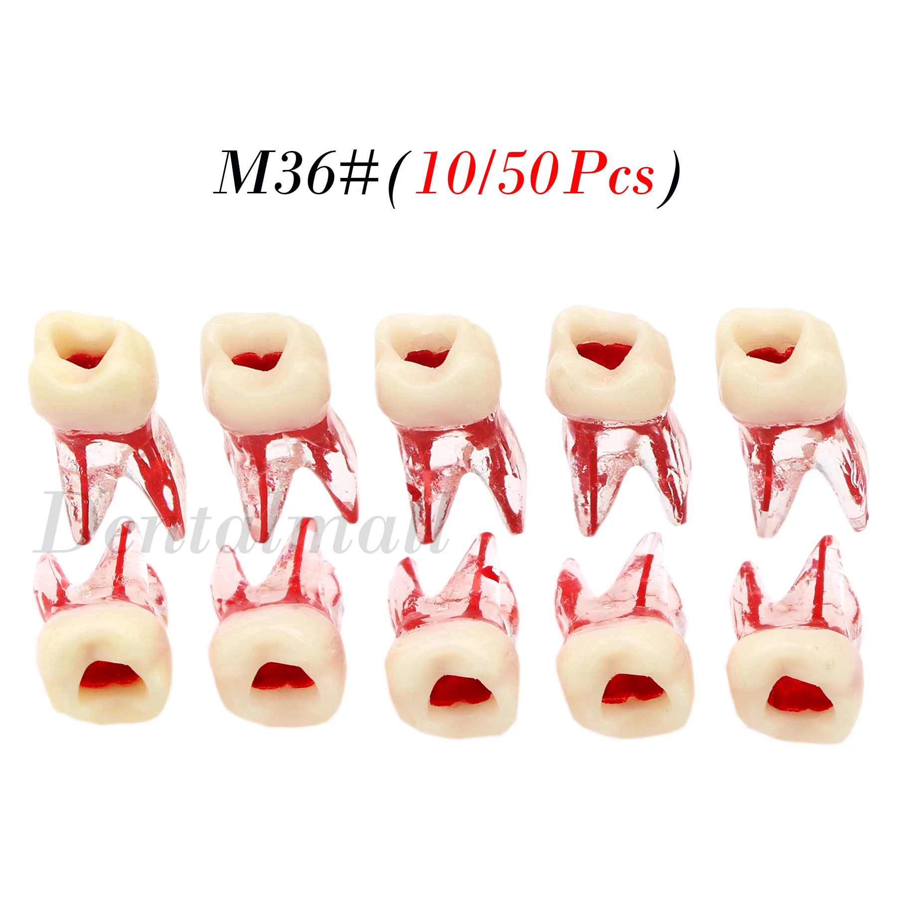 

Dental Teeth Model 1:1 Molar Endo Root Canal Study Model RCT Practice Block Pulp Cavity M8008 36#