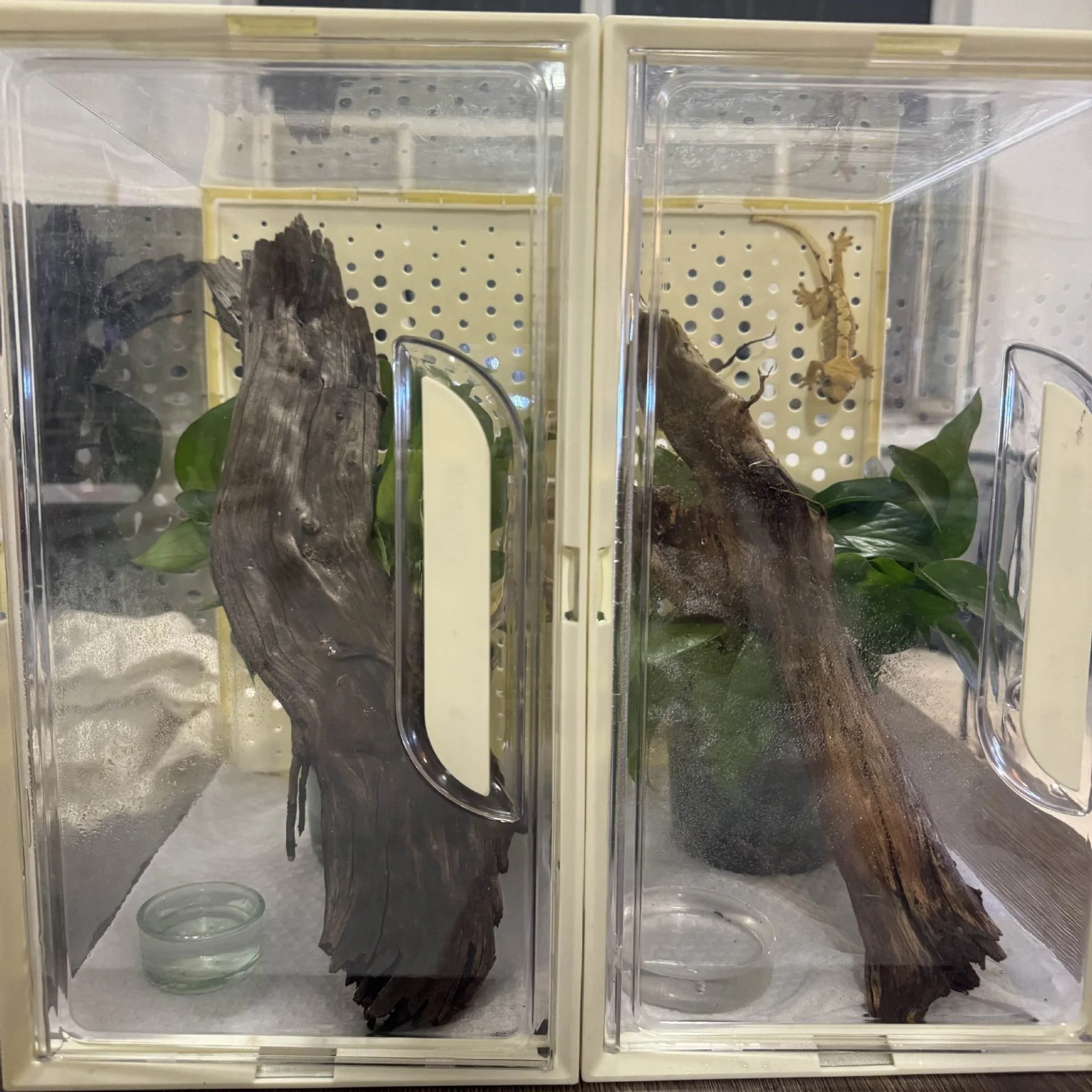 Transparent Thick Reptile Terrarium Airy Pet Box For Geckos Frogs Lizards Table Display Birthday Gift For Beginners - view 3