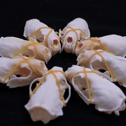 Real mink skull specimen for teaching model diy