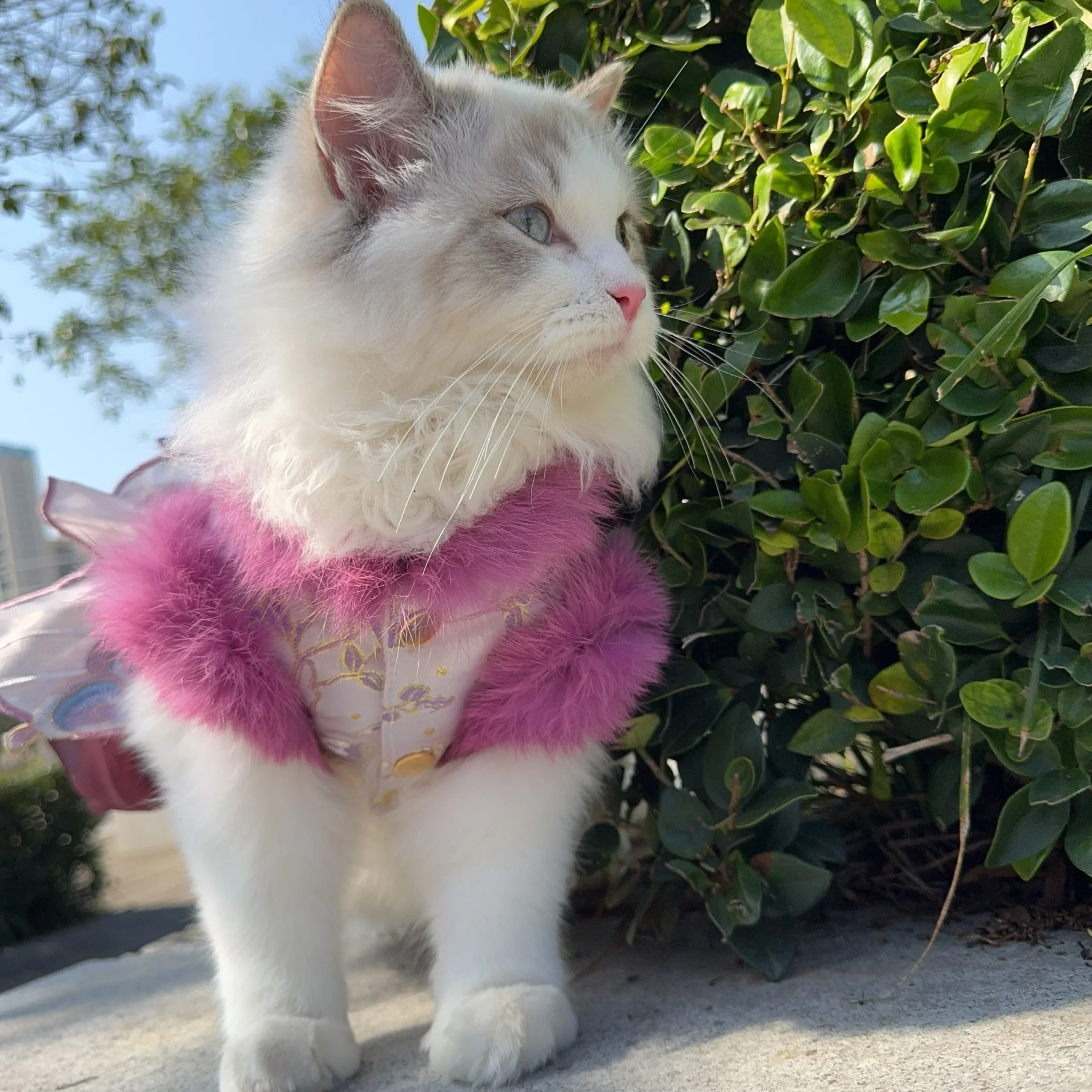 Luxury Handmade Dog Clothing Winter Plush Butterfly Embroidery Chinese Style Dresses For Small medium Dog New Yearl Pet Clothes