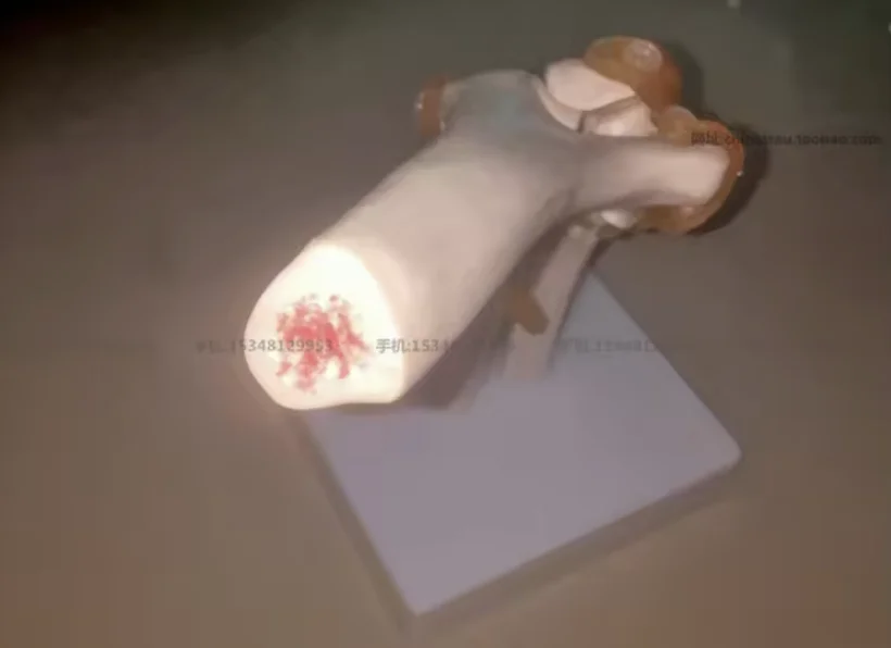 Model with Ligaments Human medical Skeleton elbow Joint Anatomy Models Skeleton  Joint Model Medical Science Teaching Supplies