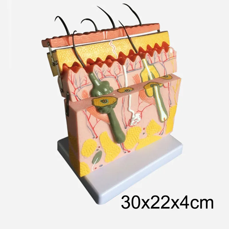 glandulas sebaceas glandulas suor e terminacoes nervosas modelo anatomico do cabelo dobre a camada de pele 70 dobre 01