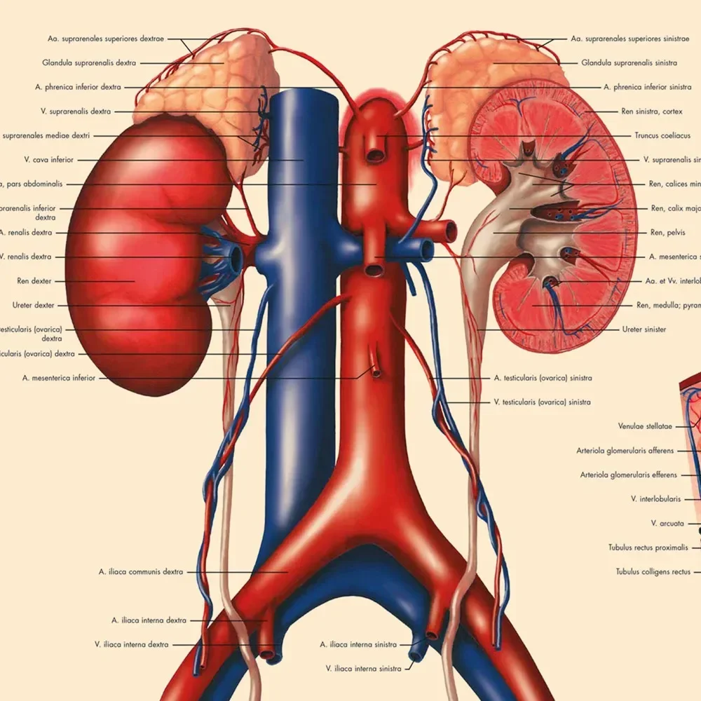 The Urinary Tract Vintage Kraft Paper Wall Art Painting Human Anatomy Medical Posters & Prints Wall Stickers Home Decor Chart