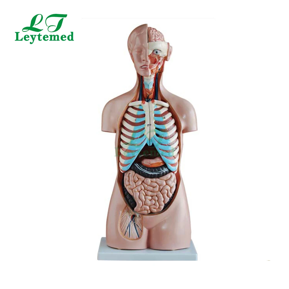 LTM206 85CM 20 Parts human body anatomy Sexless Torso model