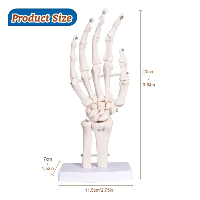 Medical Hand Skeleton Joint Model Human Finger Hand Bone Statues Anatomical Skeleton Figurine House Decoration Desk Accessories