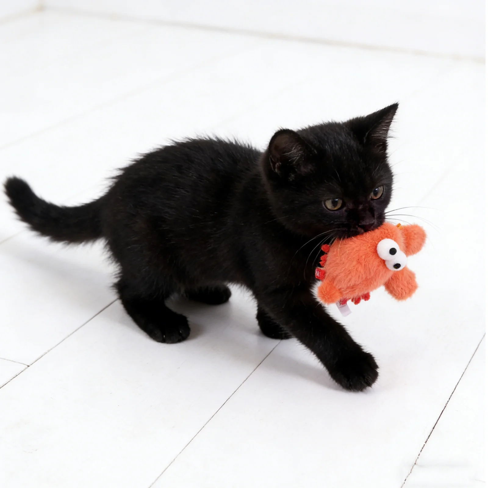 

Interactive Red Lobster Chew Critter - Specially Designed for Cats Puppies - Promotes Dental Sensory Play At