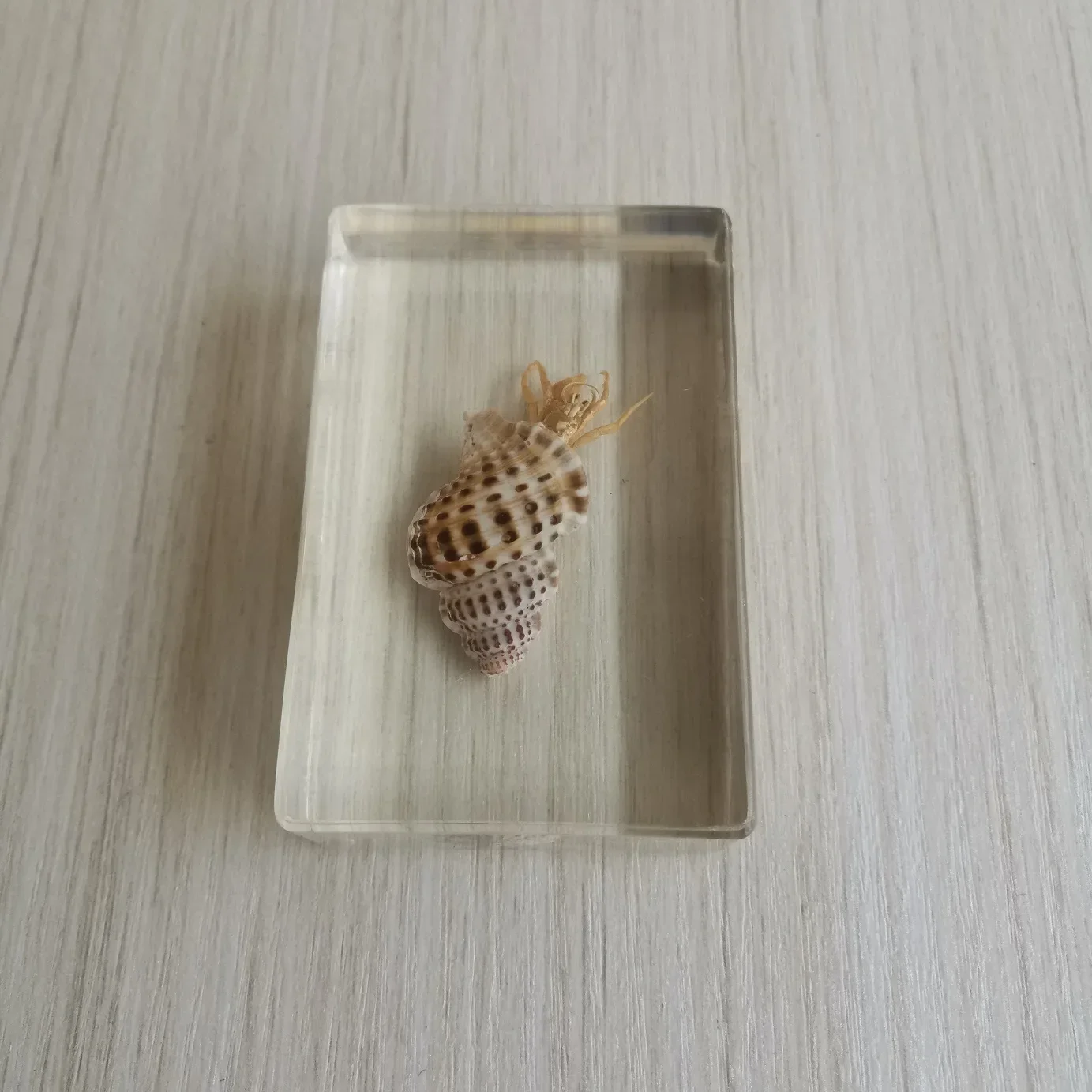 Sealed Specimens Real Insects Beetles Conch Cicadas Hermit Crab Wrapped in Resin Suitable for Home Decoration Teaching Cognition