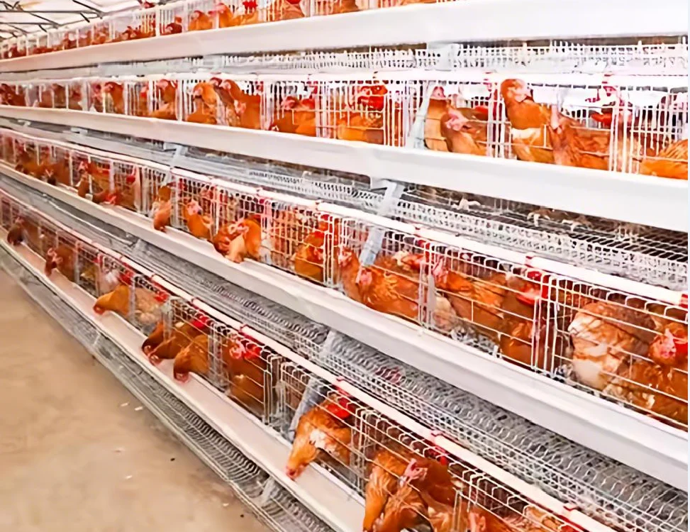 3/4 Tiers a Type Hot Galvanized  Layer Chicken Cage Complete Poultry Equipment Feeding and Drinking  for Laying Hens
