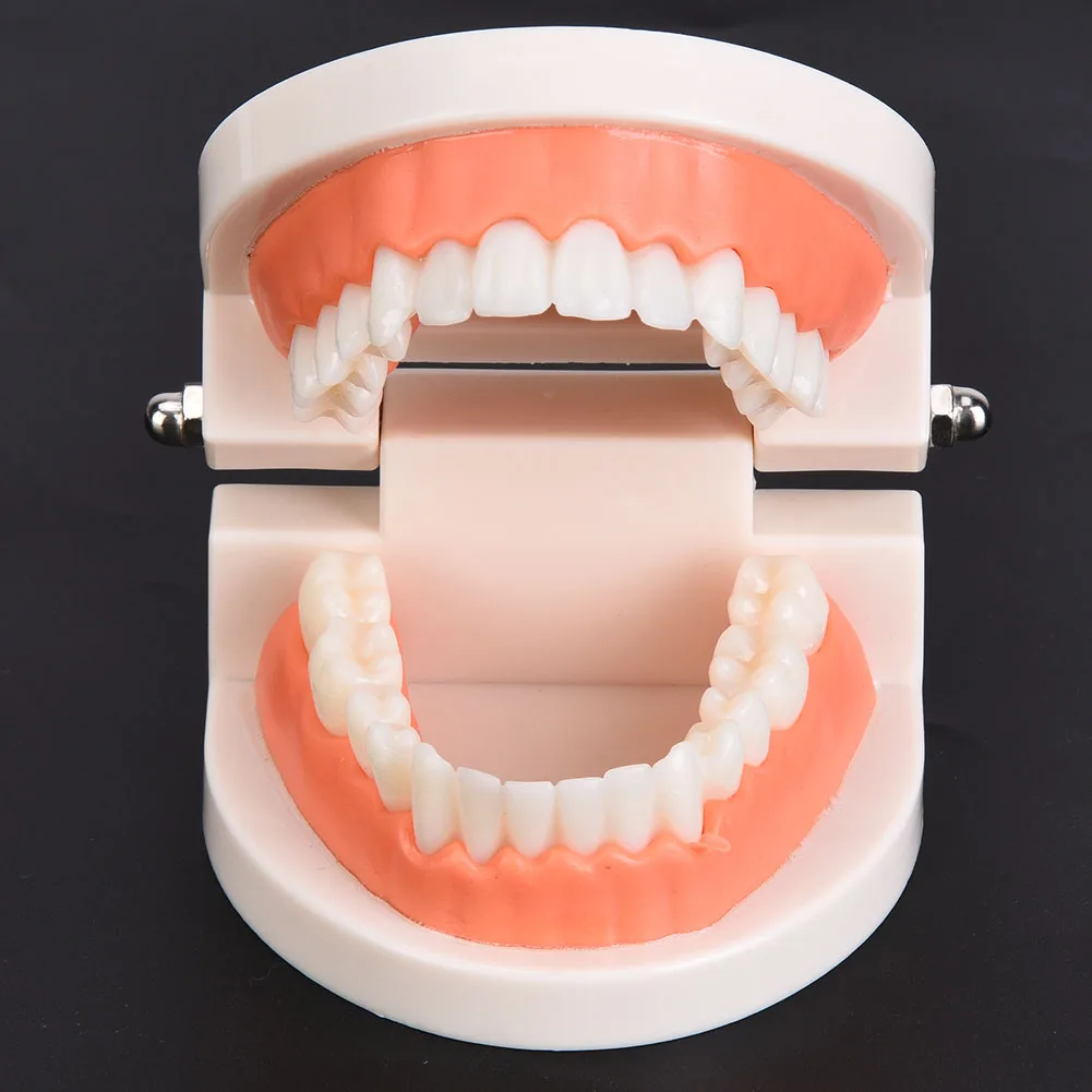 1 pz igiene orale modello educativo asilo bambini spazzolino da denti modello laboratorio dentale assistenza sanitaria denti PE modello di gomma morbida