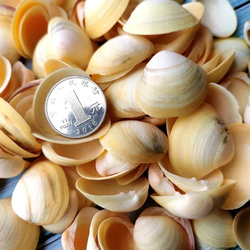 Natural Shells, Conches, Clams, Flowers, Carapace, Fish Tank Landscaping, Window Floor Decorations, Small Handmade Materials