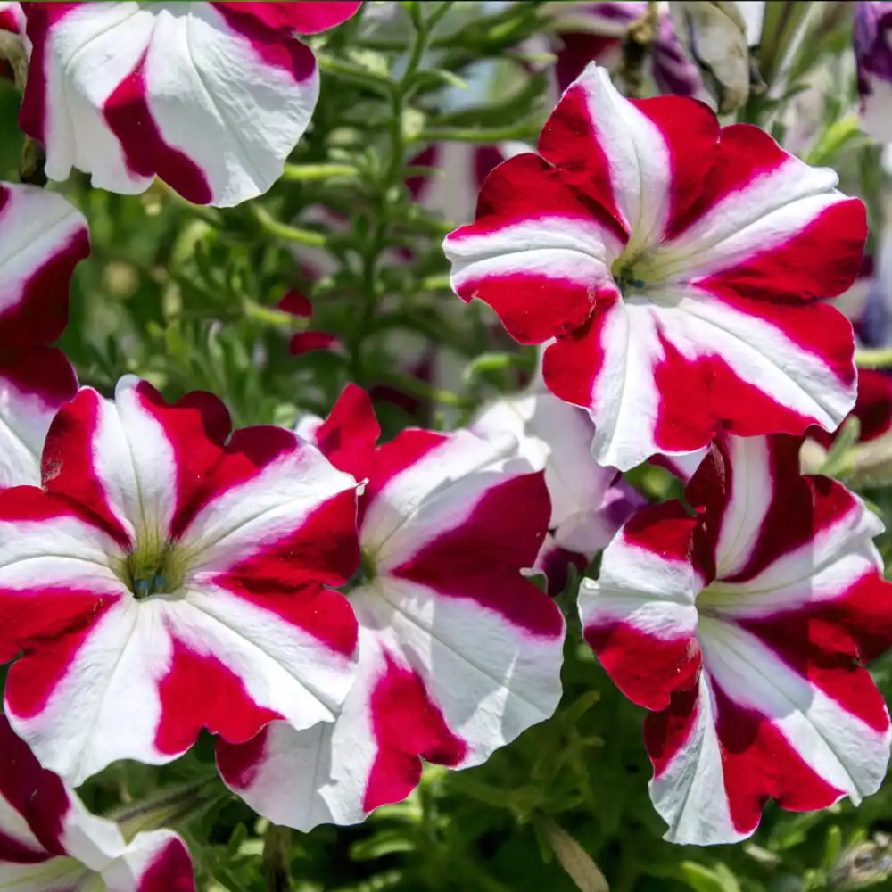 Petunia low starry mix 0.1g flower seeds for home and garden terrace flowers