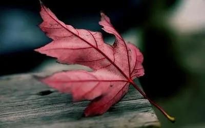 Makita Power Batter… - image