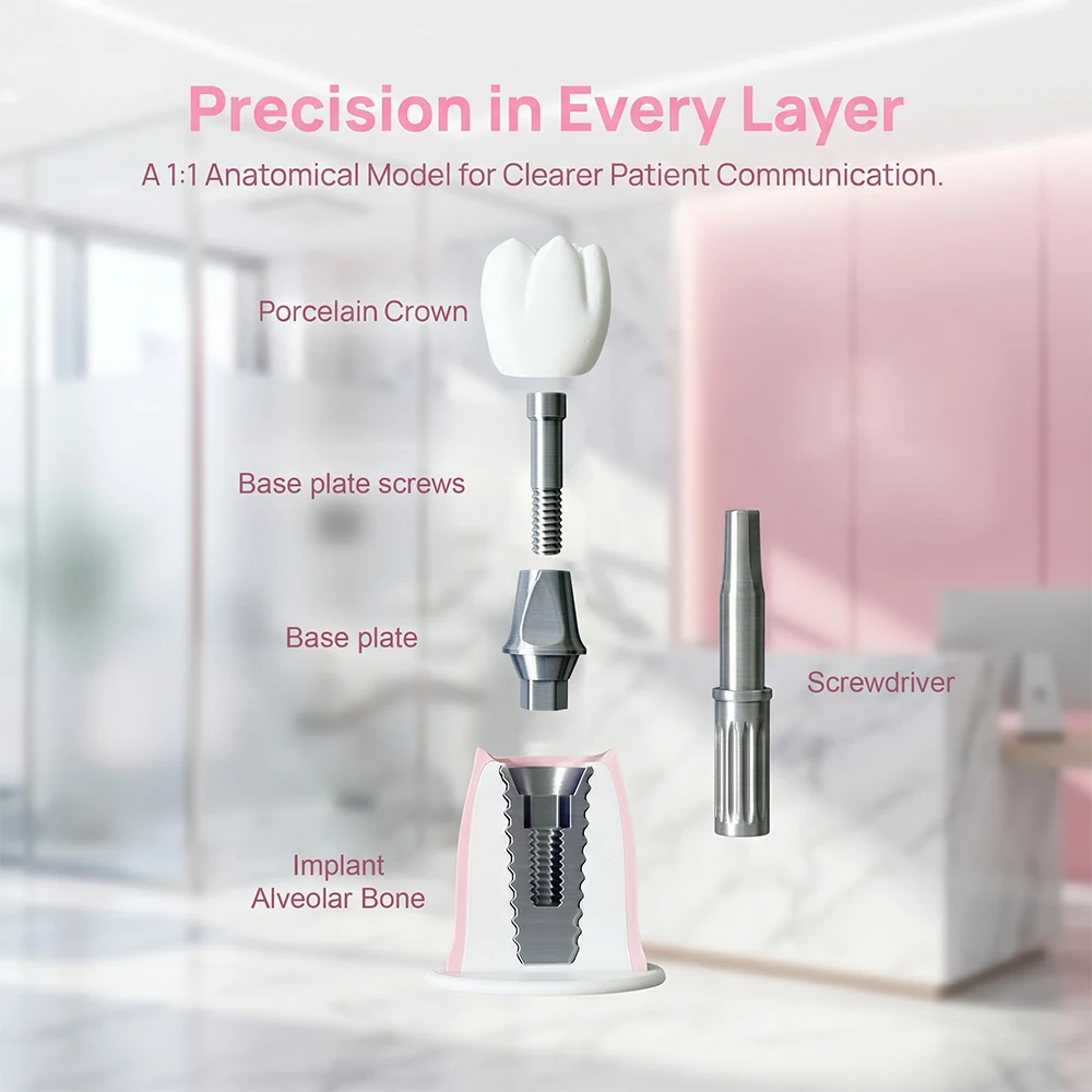 Thumbnail 2 - #2 Latest Dental Teaching Models Offers