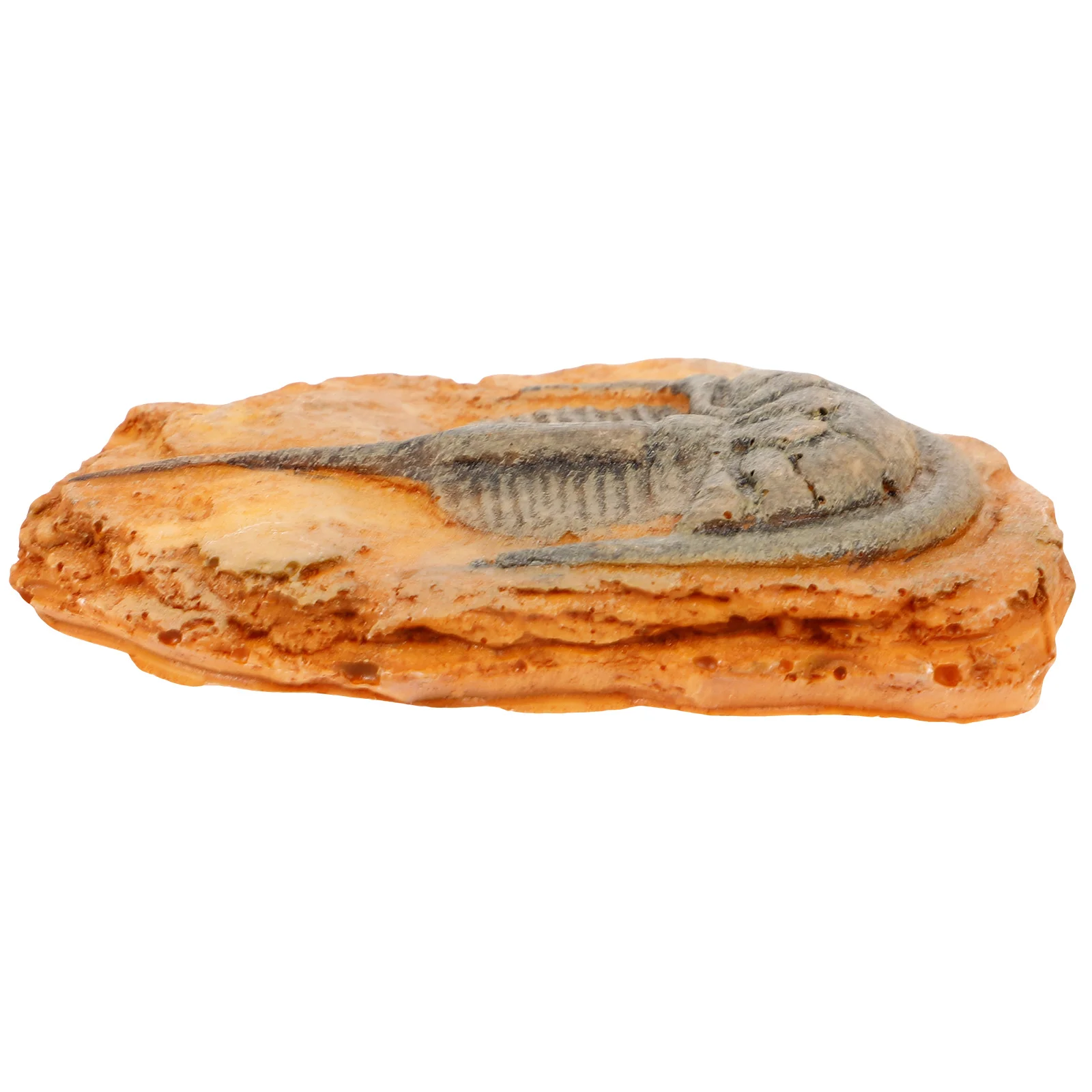 

Decoration Ornament Paleontological Insect Exquisite Butterflies Specimen