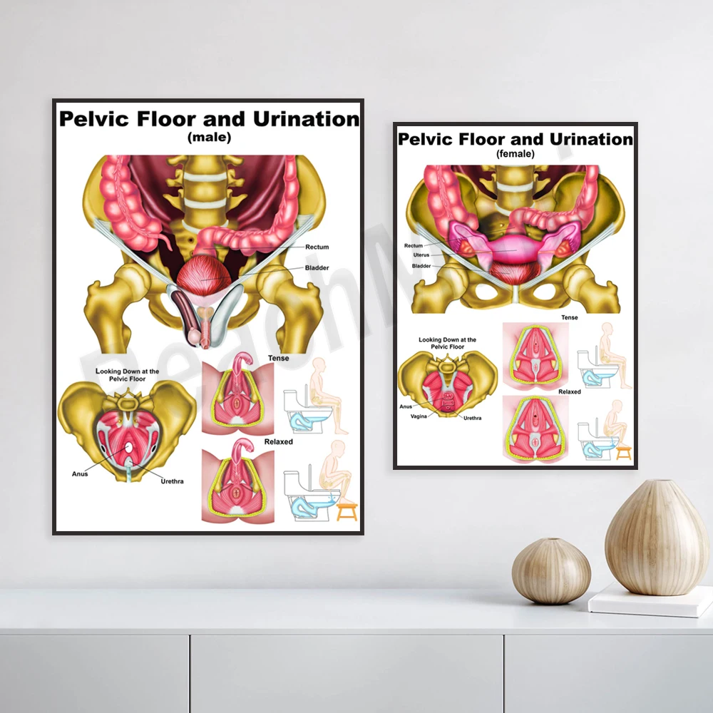 Pelvic floor and urination chart, pelvic health and pelvic floor poster, medical print anatomy, medical office set