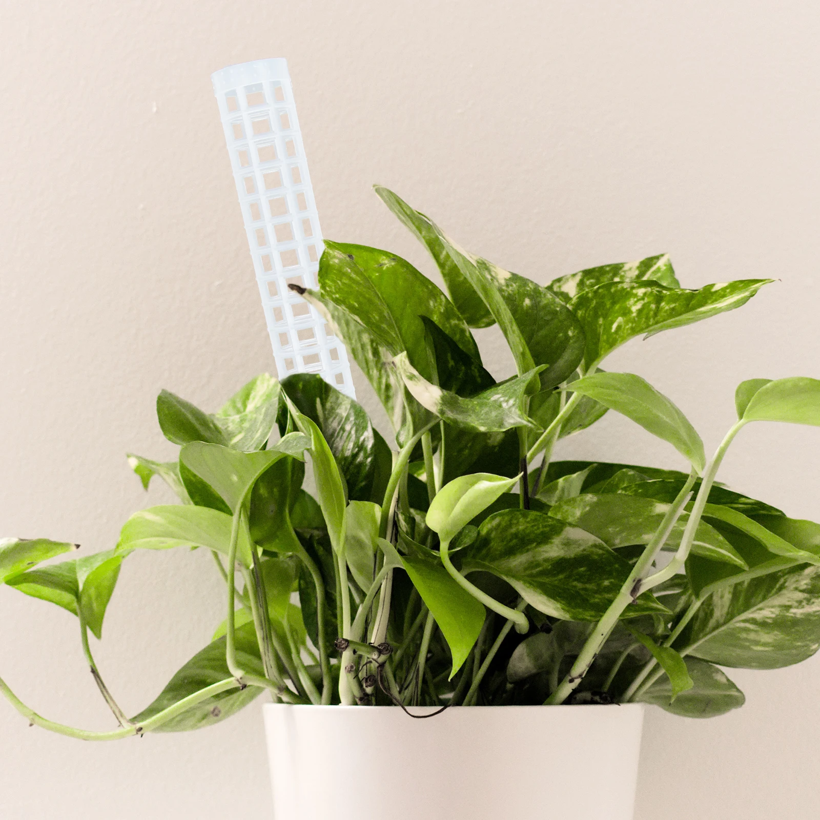 

4 Pcs Plant Climbing Column Vine Support Rack PP Stalks Garden Climbing Vine Stands Reusable Moss Stand Indoor Potted Sticks