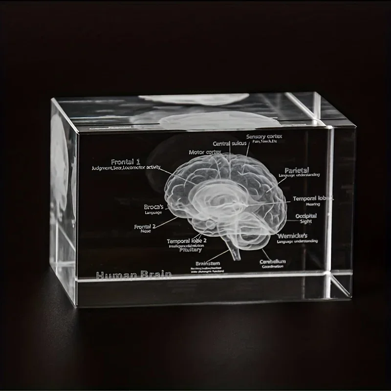 3D Crystal Human Brain Anatomy Model Laser Engraved Neurology Teaching Tool Scientific Gift for Doctors Anatomical Details Decor