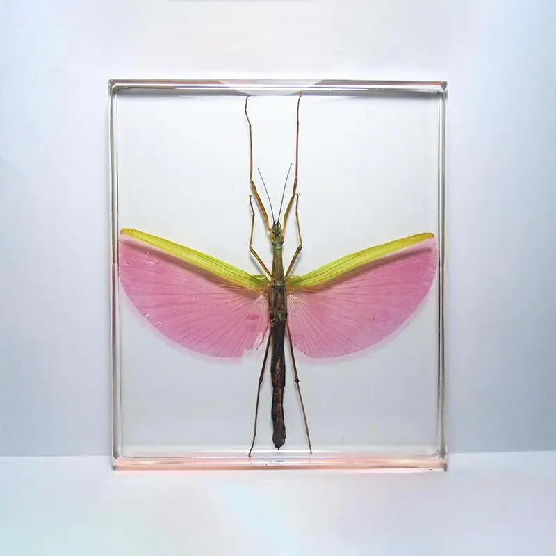 Stick Inseto Marmessoidea rosea A1/A-