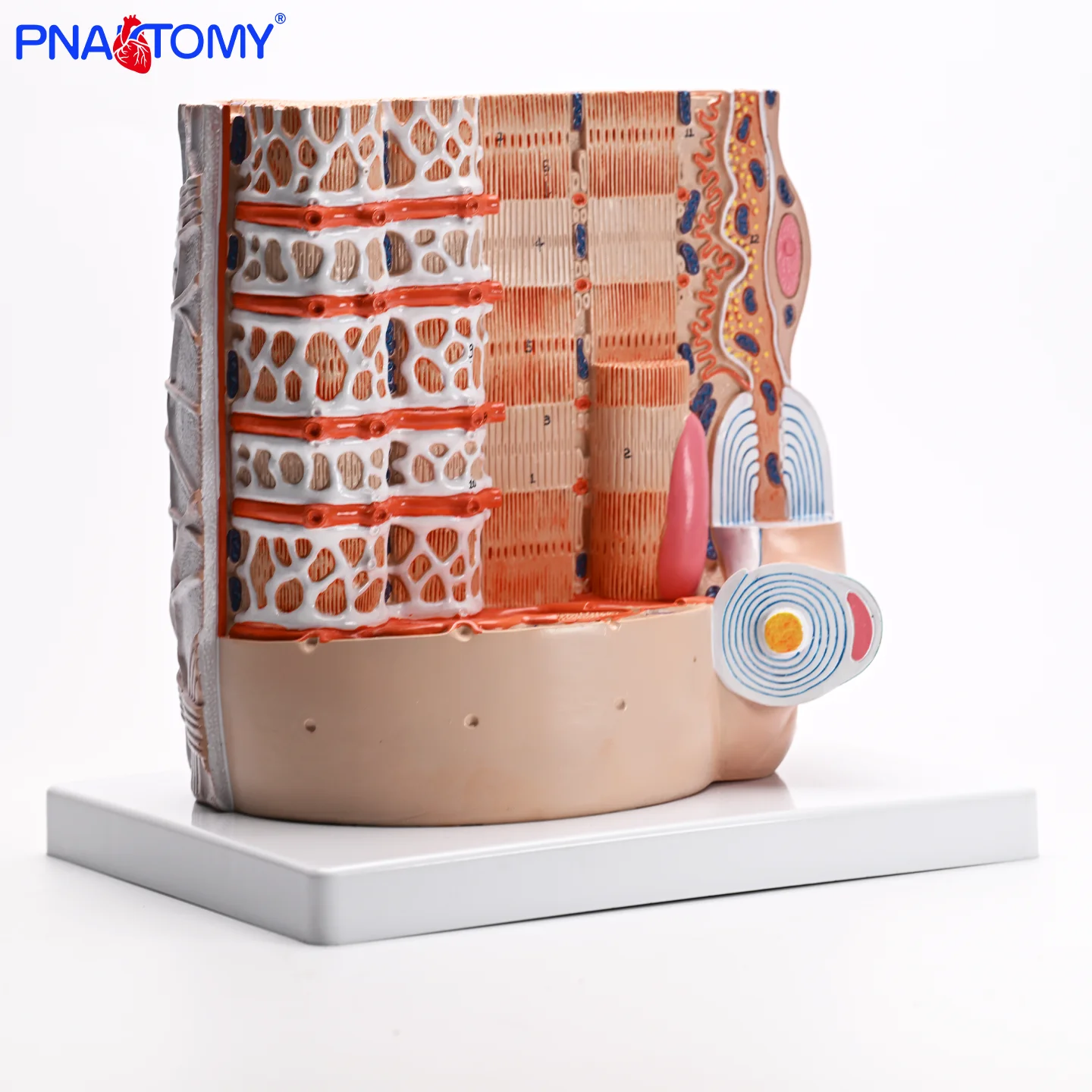 

Anatomical Model of Human Skeletal Muscle Reticular Fiber Teaching Skeletal Muscle Fiber Amplification Model