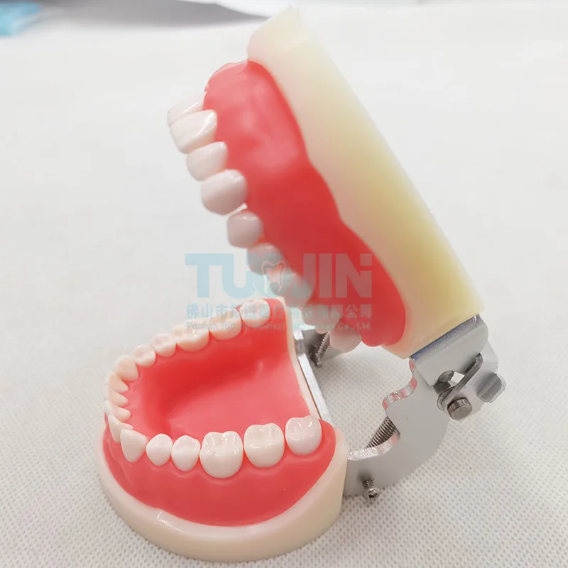 32 Model zębów dla technika dentystycznego trenowania szczęki Typodont standardowe zęby Model dentystyczny Model nauczania miękką gumą