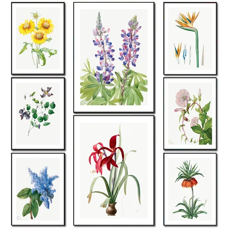 Vintage Flower Botanical Illustration Egyptian Lotus Californian Lilac Tulip Sunflower Nature Plant Canvas Art Home Decor Gift