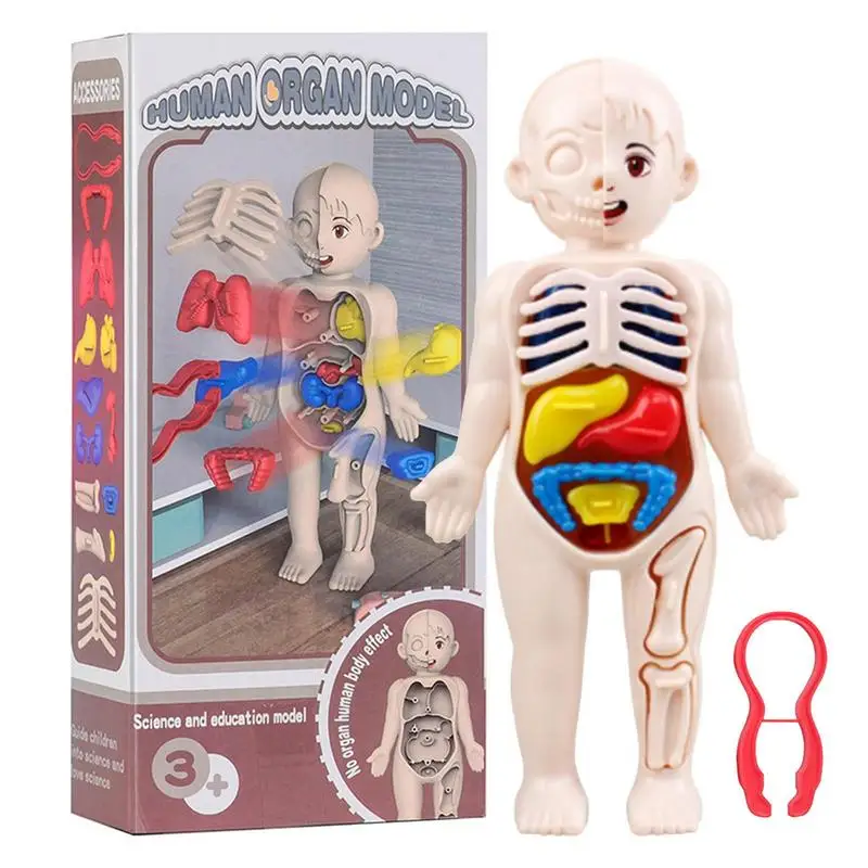 

Mini Body Parts Sets Removable Organ Toy Anatomy Realistic Removable Organ Toy Physiology Study Tools For Kids Girls And Boys