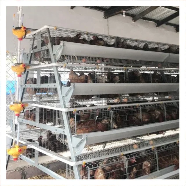 A Type 3 Tiers 96 Birds Layer Poultry Farm Battery Chicken Cage with Automatic Nipple Drinker in Kenya