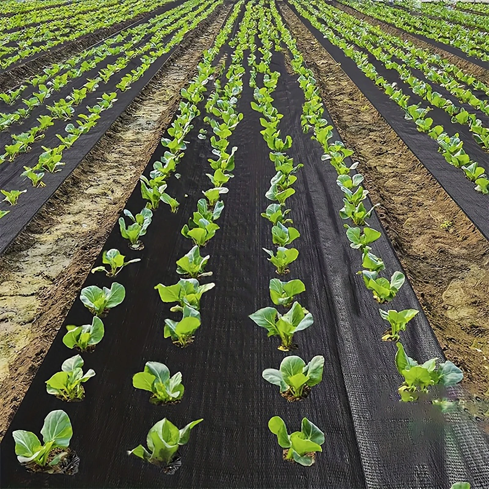 1x10 Meter Black Perforated Grass Proof Cloth - Breathable and Permeable, Preventing Weed Growth, Suitable for Vegetable Gardens