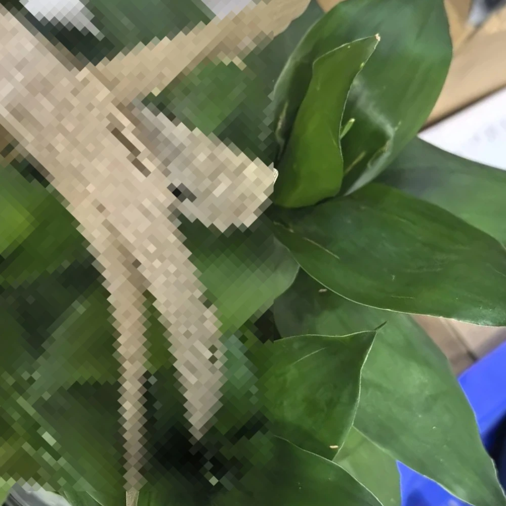 

Термоприводной ремень (фьюзер) 604K62200 604K94280 604K62210 для Xerox WorkCentre WC 7525 7530 7535 7545 7556 7830 7835 7845 7855