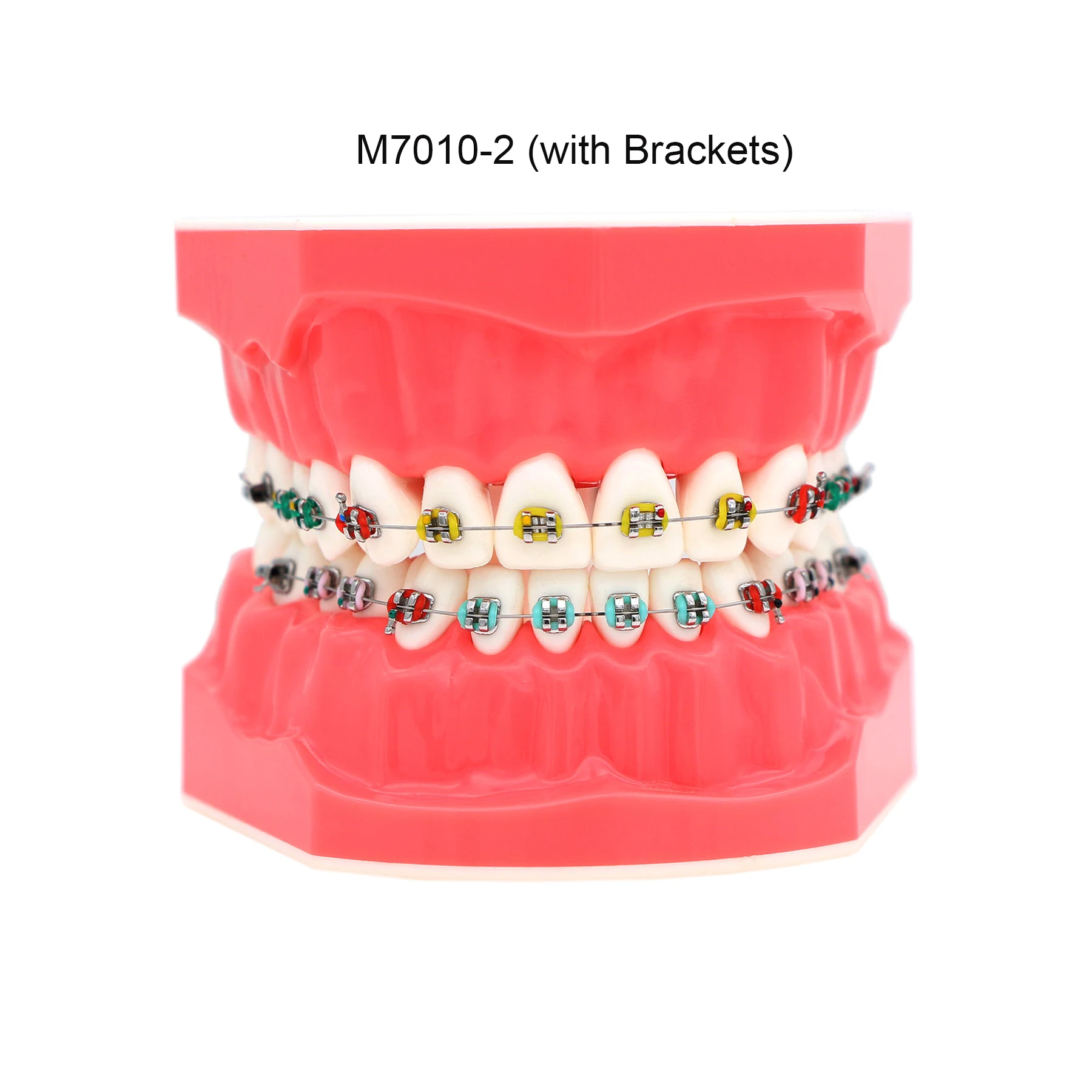 

Dental 1:1.2 Teeth Model Dentistry Teaching Brushing Flossing Practice Studying Teaching Model M7010-2