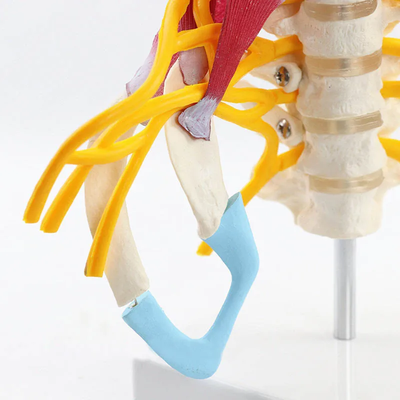 1:1 Human Cervical Spine Anatomy Model Medical Science Teaching Resources Dropshipping